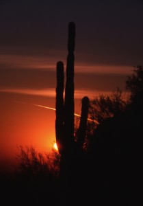 Cactus at sunset