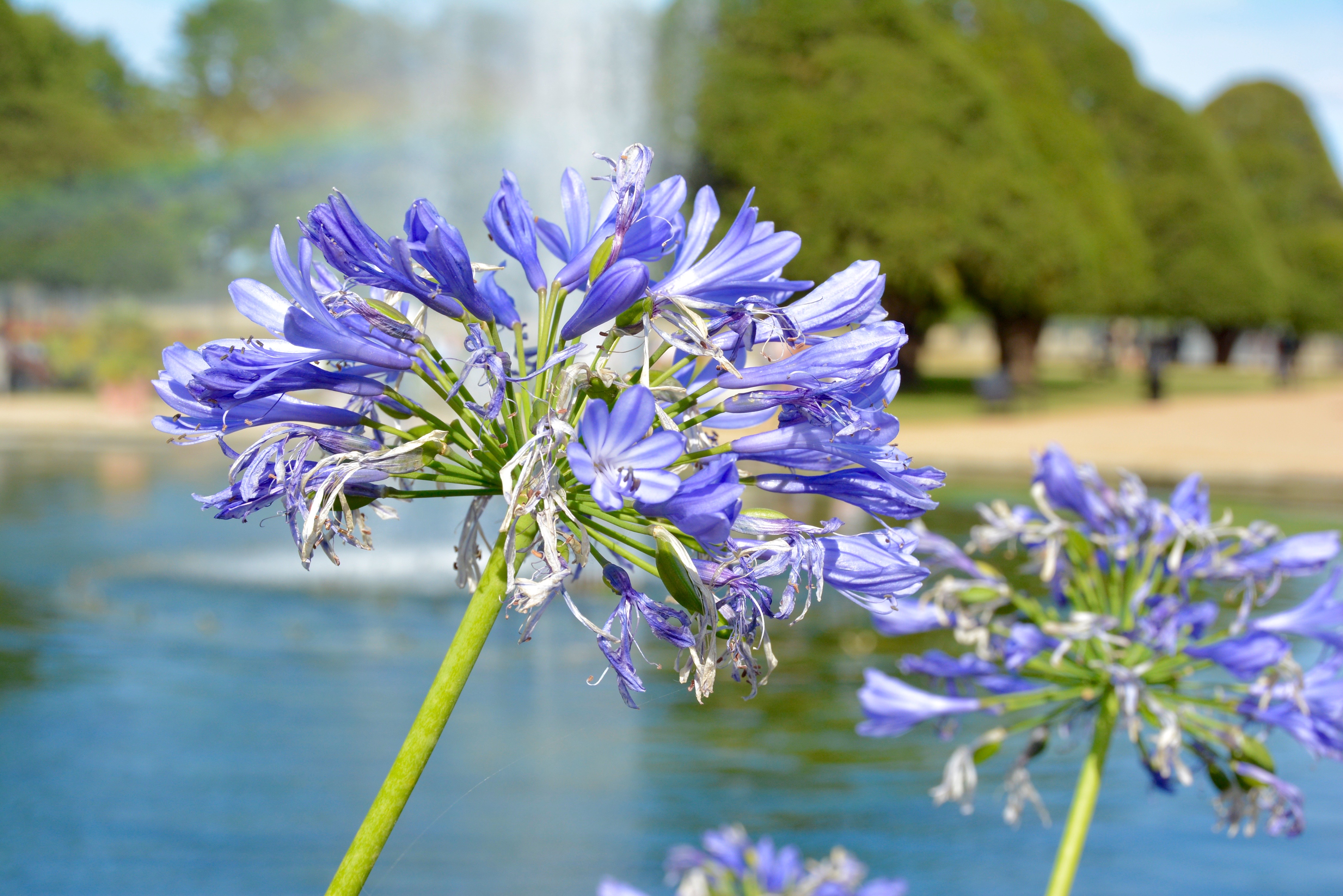 One of the flowers in the beautiful gardens at Hampton Court Palace.