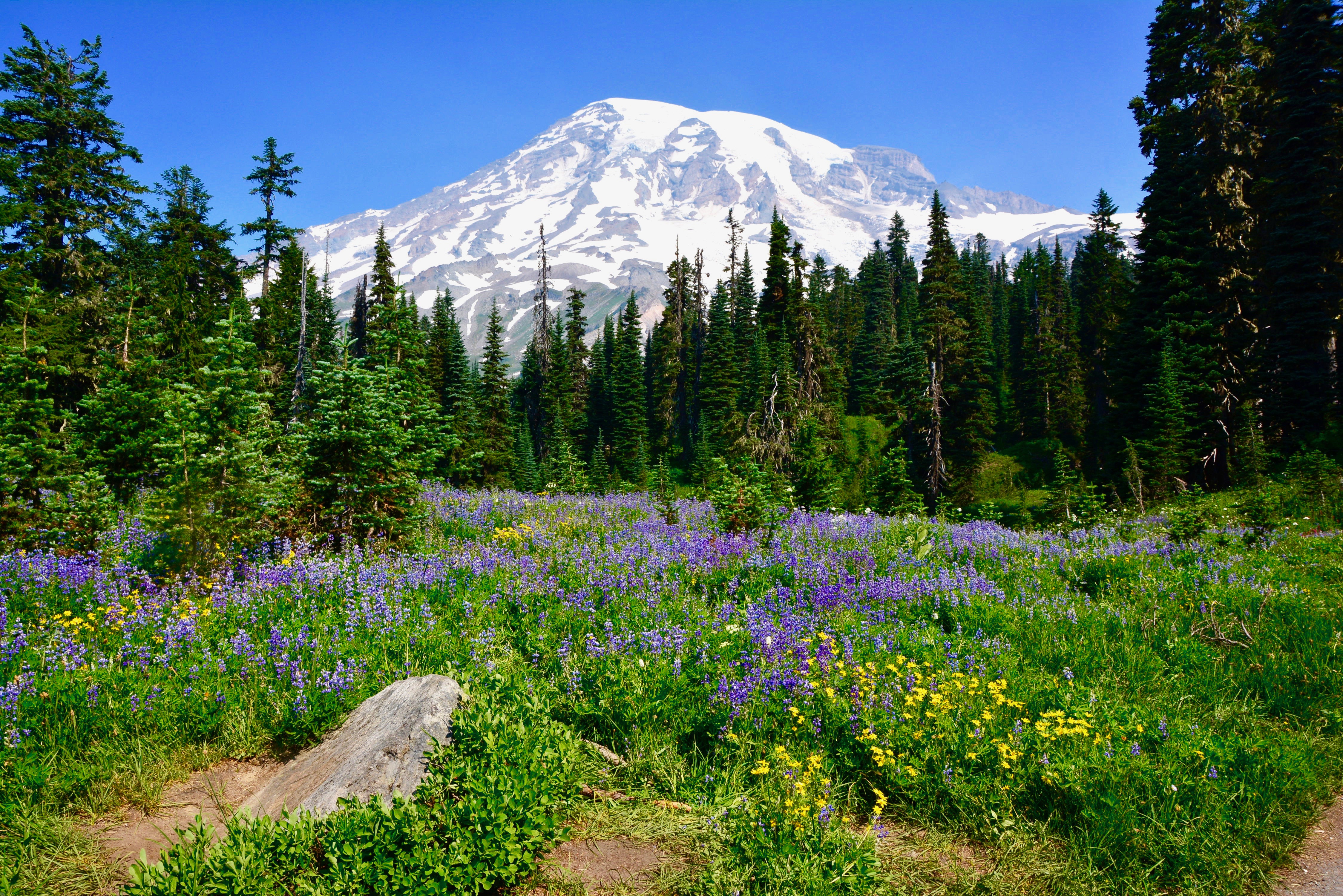 Mt Rainier with flowers