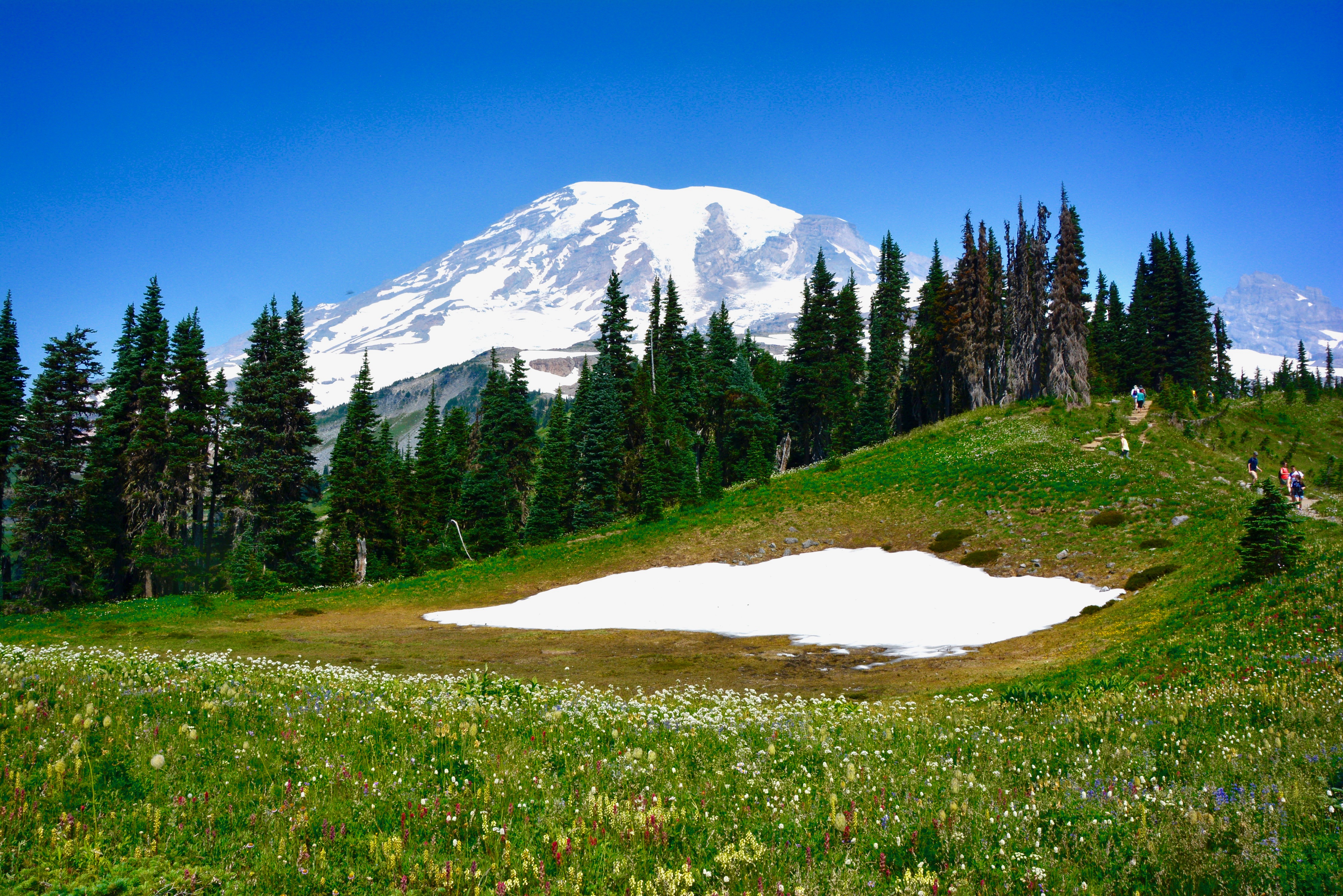 Mt. Rainier