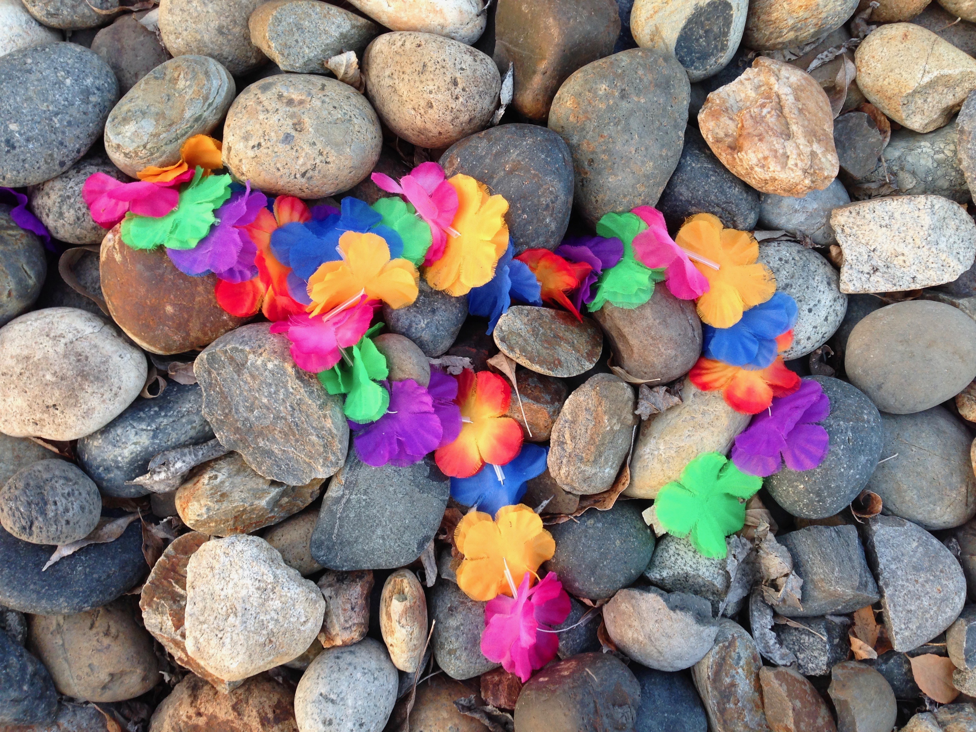 I took this photo while walking around my neighborhood. A burst of color against the cobblestones. 