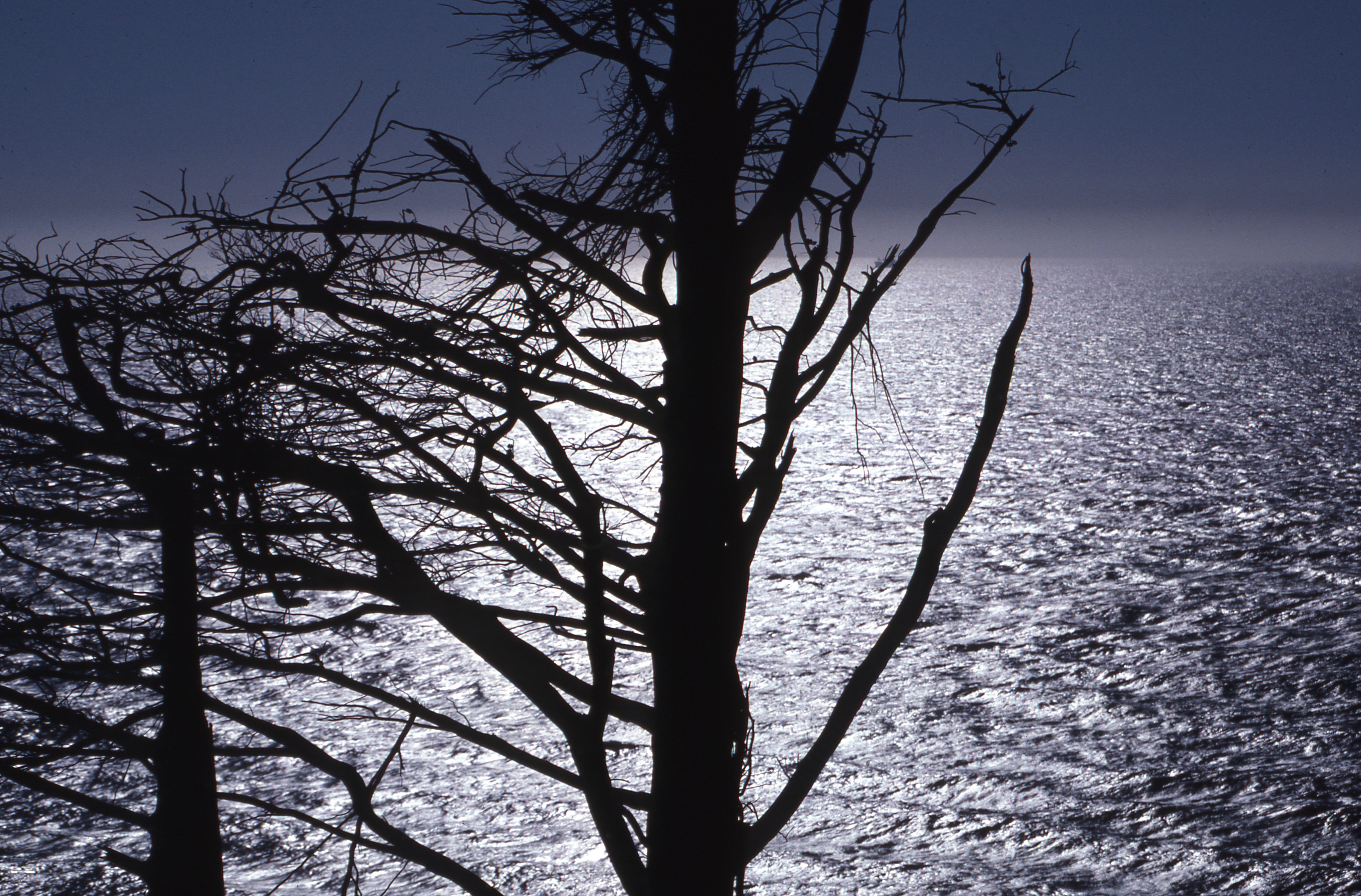 Tree silhouette